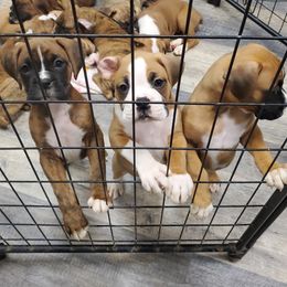 Boxer Puppies from Truax Farms
