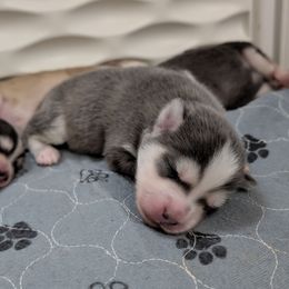 Pup 4 Blue Female - Blue female Pomsky puppy in Hurleyville, New York from My Crazy Pomskys