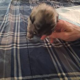 Cindy - Tricolor female Shih Tzu puppy in Lake Worth, Florida from Shih Tzu Cottage