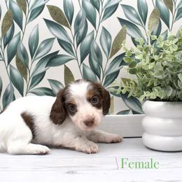 Girl - Piebald female Dachshund puppy in Wichita, Kansas from Geta Long Little Doggie