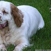 Clumber Spaniels from Shogun Clumber Spaniels