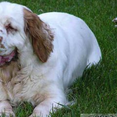 Clumber Spaniels from Shogun Clumber Spaniels