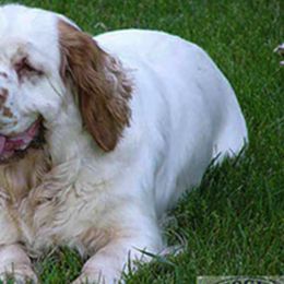 Clumber Spaniels from Shogun Clumber Spaniels