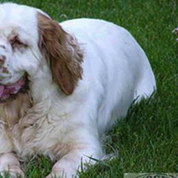 Clumber Spaniels from Shogun Clumber Spaniels