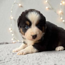 Copper - Black tri-color male Australian Shepherd puppy in Statesville, North Carolina from Charming Australian Shepherds
