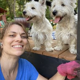 West Highland White Terrier Puppies from Bountiful Westies of West Michigan