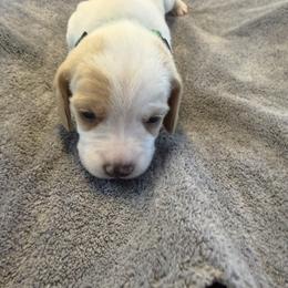 Green Collar-Zero - Red and white male Beagle puppy in Las Vegas, Nevada from Hound Kings
