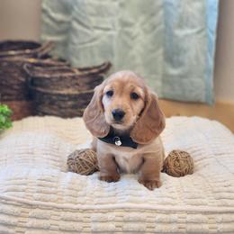 AKC Meet Roman :) - Red male Dachshund puppy in Centerville, Iowa from Barnyard Dachshunds, Dals & Doodles