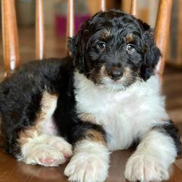 Brody Cress - Black tri-color male Aussiedoodle puppy in Lancaster, Minnesota from Finney Ranch