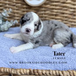 Tater - Blue merle and white female Sheepadoodle puppy in Murrieta, California from Brookside Bernedoodles