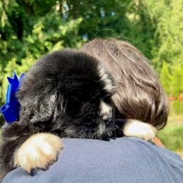 Newfoundland Puppies from Black Lions Newfoundlands