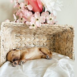 Aussiedoodle and Goldendoodle Puppies from Utah Faith Doodles