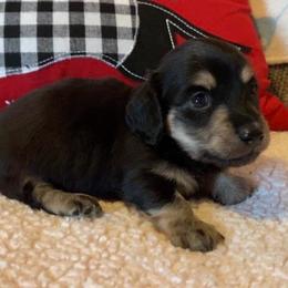 Timon - Black and cream male Dachshund puppy in Gladewater, Texas from Devoted Dachshunds