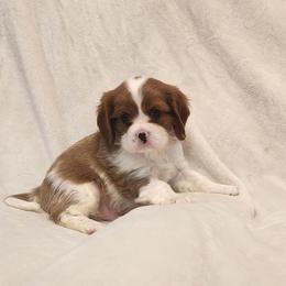 Charlie - Blenheim male Cavalier King Charles Spaniel puppy in Broxton, Georgia from King of the Hill Cavaliers