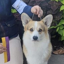 Pembroke Welsh Corgis from Westside Corgis