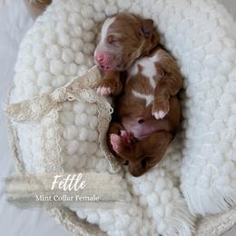 Fettle - Red  female Goldendoodle puppy in Roanoke Rapids, North Carolina from Sweeter than Honey Doodles