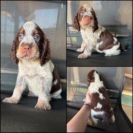 Yellow - Tri-Roan female English Springer Spaniel puppy in Crockett, Texas from LL Gun Dogs, LLC