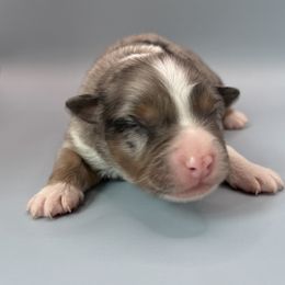 Elijah - Blue merle male Australian Shepherd puppy in New Boston, New Hampshire from Painted Pup Australian Shepherds