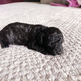 Poodle, Yorkipoo, and Yorkshire Terrier Puppies from Tuts Pups Cafe