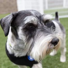 Convict - Miniature Schnauzer