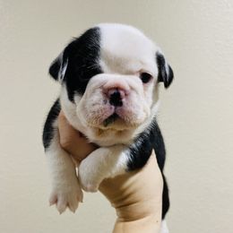 French Bulldog Puppies from Country Lace French Bulldogs