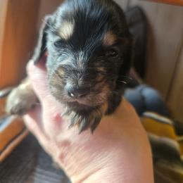 Millie - Black and cream female Dachshund puppy in Bigfork, Minnesota from Long Ears and Long Dogs Ranch