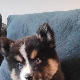 Pomsky Puppies from Your Friend Seamus' Studds