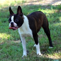 Jenni - Boston Terrier