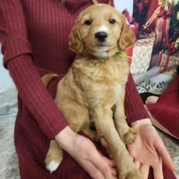 Mr.Cutie - Cream male Goldendoodle puppy in Panama, New York from Goldendoodles from Goshen Blessings