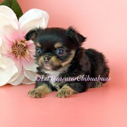 Ice Bear - Black and tan male Chihuahua puppy in Anderson, South Carolina from Lil Treasures Chihuahuas