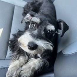Miniature Schnauzers from Miniature Schnauzer Lovers