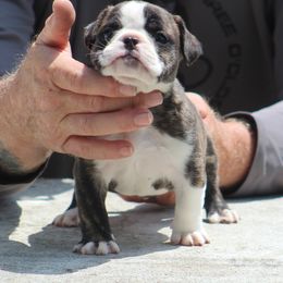 Male 2 - male Shorty Bull puppy in Xenia, Ohio from Bingham's Bulldogs LLC