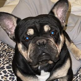 Houston - French Bulldog