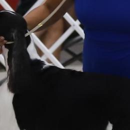 English Springer Spaniels from Kytra's Kennels