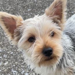 Chihuahuas and Yorkshire Terriers from Rosa's Chihuahuas