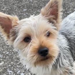 Chihuahuas and Yorkshire Terriers from Rosa's Chihuahuas