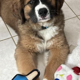 Companion Cross and Saint Bernard Puppies from Coleman Saint Bernards of Ohio