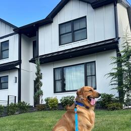 Goldendoodle and Golden Retriever All Grown Up from Golden Haven Doodles