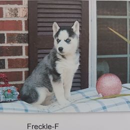 Freckle - Siberian Husky puppy in Coatesville, Pennsylvania from Amore Puppies