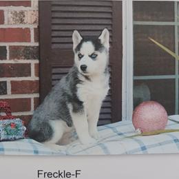 Freckle - Siberian Husky puppy in Coatesville, Pennsylvania from Amore Puppies