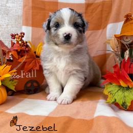 Jezebel - Blue merle female Australian Shepherd puppy in Jonesborough, Tennessee from Lotus Australian Shepherds