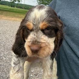 TB - Tri-Roan male English Springer Spaniel puppy in Morrilton, Arkansas from Triple M Farms & Springers