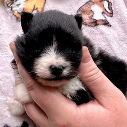 Black and White Parti Boy - Black parti male Pomeranian puppy in Madison, Ohio from PawSitive Therapy Pomeranians