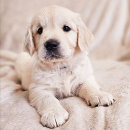 Mint Collar - Light golden female Golden Retriever puppy in Coarsegold, California from Sierra Hills Retrievers