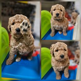 Pipsqueak - Apricot female Goldendoodle puppy in Harris County, Texas from Cute & Curly Doodles