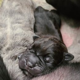 Cane Corso Puppies from True Love Cane Corso