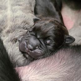 Cane Corso Puppies from True Love Cane Corso