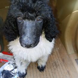 Poodle Puppies from Reeves Family Standard Poodles