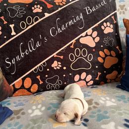 Brown collar - Lemon and white male Basset Hound puppy in Dutton, Alabama from Synbella's Charming Basset's