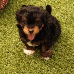 Beau - Red sable male Havanese puppy in Salt Lake City, Utah from Steal Your Heart Havanese